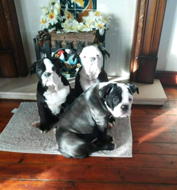 gumtree old english sheepdog